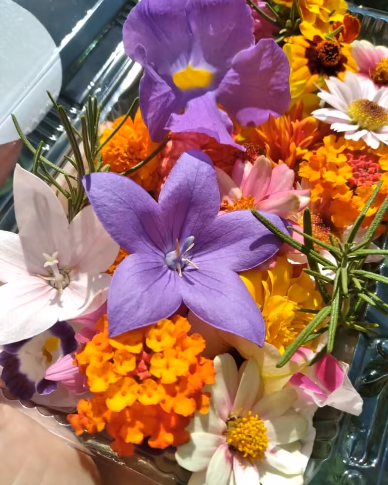 Flores comestiveis embaladas para entrega1 foto pollyanne azevedo