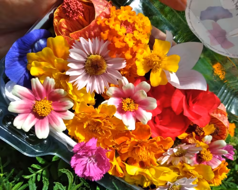 Flores-comestiveis-embaladas-para-entrega2-Foto-Pollyanne-Azevedo