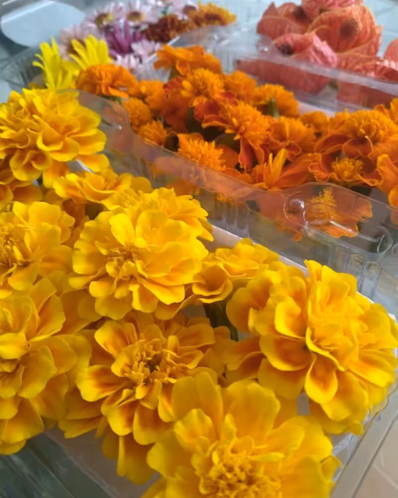 Flores comestiveis embaladas para entrega4 foto pollyanne azevedo