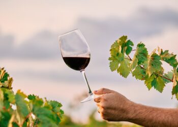 4 tendências para o mercado brasileiro de vinhos em 2025